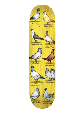 Anti Hero - Daan Show Pigeons