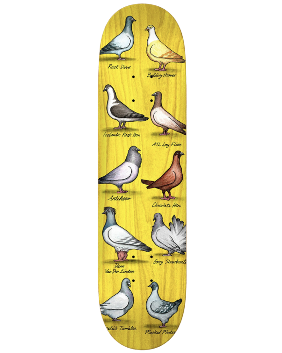 Anti Hero - Daan Show Pigeons